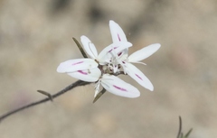 Osmadenia tenella