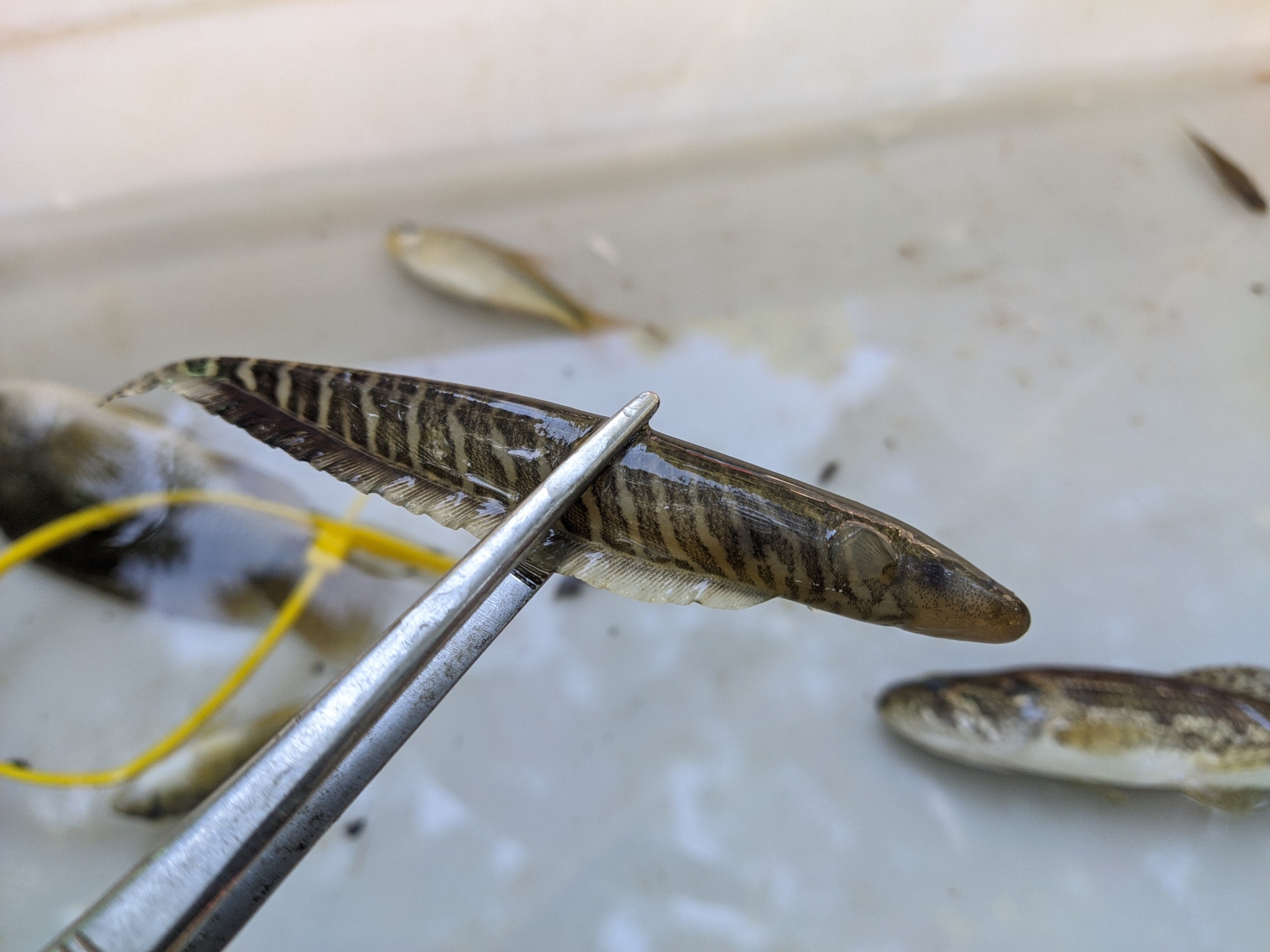 The Ocean's Hidden Wires: How Sharks and Other Animals 'See' the Electric World