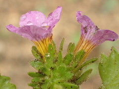Phacelia keckii