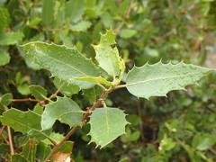 Quercus wislizeni frutescens