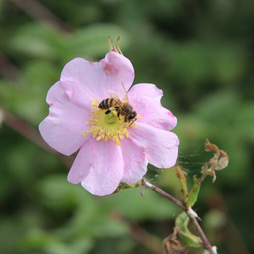 iNaturalist observation photo of Western Honey Bee