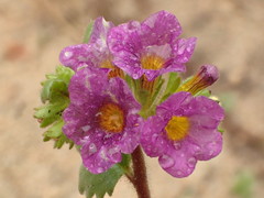 Phacelia keckii