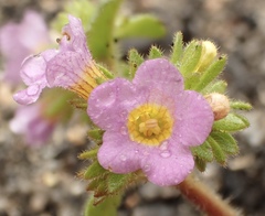 Phacelia keckii