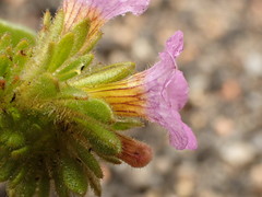 Phacelia keckii