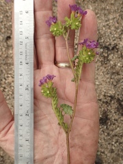 Phacelia keckii