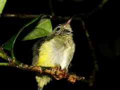Common Sunbird-Asity photo 5