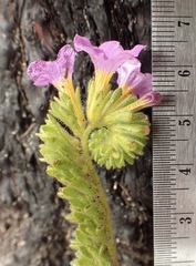 Phacelia keckii