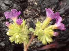 Phacelia keckii