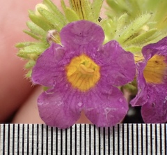 Phacelia keckii