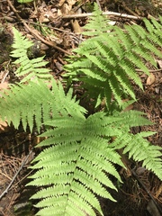 Athyrium