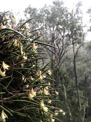 Dendrobium striolatum