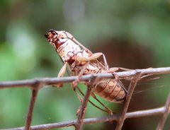 Temnosternus planiusculus