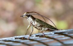 Temnosternus planiusculus