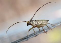 Temnosternus planiusculus