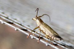 Temnosternus planiusculus