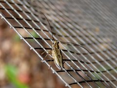 Temnosternus planiusculus