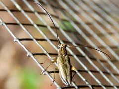 Temnosternus planiusculus