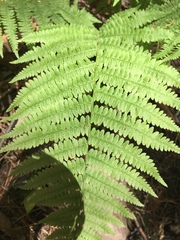 Athyrium