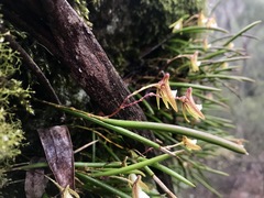 Dendrobium striolatum