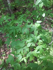 Acer mandshuricum