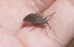 Catorhintha apicalis