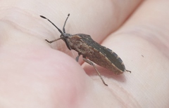 Catorhintha apicalis