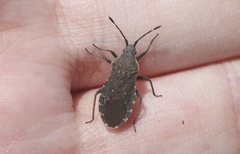 Catorhintha apicalis