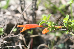 Clinopodium mexicanum