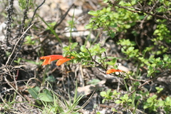 Clinopodium mexicanum
