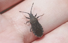 Catorhintha apicalis