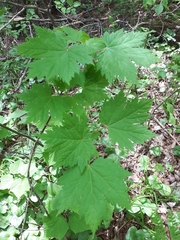 Acer ukurunduense
