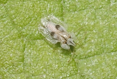 Corythucha confraterna