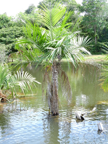 Leopoldinia