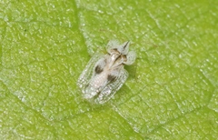 Corythucha confraterna