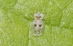 Corythucha confraterna