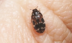 Trogoderma sternale