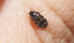 Trogoderma sternale