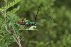 Plinthocoelium suaveolens