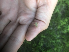 Harmostes reflexulus