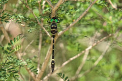 Macromia
