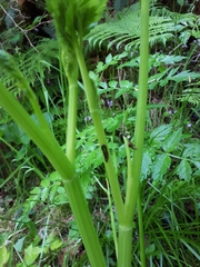 Ariolimax columbianus