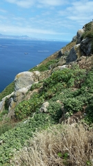 Malva occidentalis