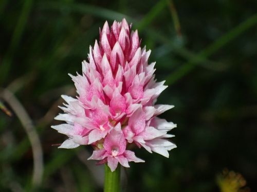 Image of Gymnadenia stiriaca by (c) Elias, some rights reserved (CC BY)