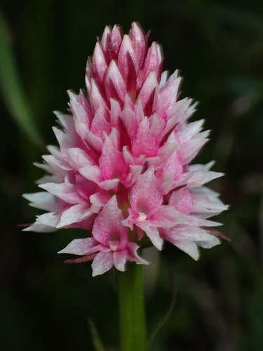 Image of Gymnadenia stiriaca by (c) Elias, some rights reserved (CC BY)
