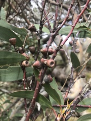 Eucalyptus pauciflora niphophila