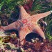 Leather Star - Photo (c) dendrobatidae, some rights reserved (CC BY-NC), uploaded by dendrobatidae