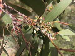Eucalyptus pauciflora niphophila