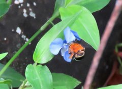 Amegilla cingulata