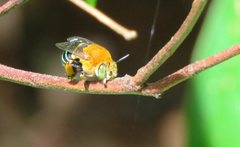 Amegilla cingulata