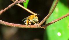 Amegilla cingulata